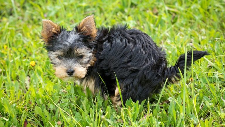 Le caca blanc de chien : Est-ce mauvais et d’où vient-il ?