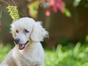 Le Caniche Toy : Caractère et alimentation de la race