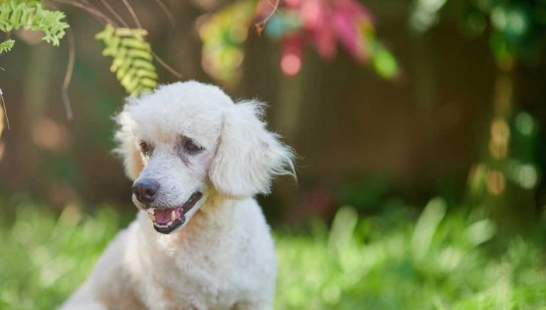 Le Caniche Toy : Caractère et alimentation de la race