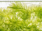 Ceratophyllum submersum ou Cornifle immergé : Tout savoir sur cette plante Ceratophyllum submersum ou Cornifle immergé