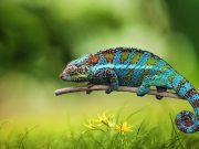 Pourquoi les caméléons changent-ils de couleur ? caméléon qui change de couleur