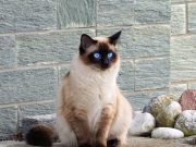 Le chat siamois : Caractère et alimentation de la race race de chat siamois