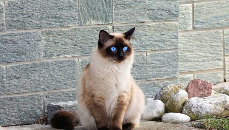 Le chat siamois : Caractère et alimentation de la race