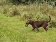 Le Chesapeake Bay Retriever : caractère et alimentation de la race Chesapeake Bay Retriever