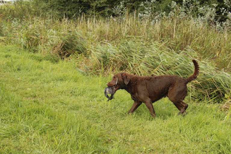 Le Chesapeake Bay Retriever : caractère et alimentation de la race