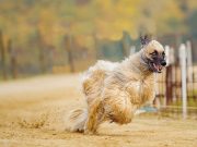 Quels sont les chiens les plus rapides au monde ? chiens les plus rapides au monde
