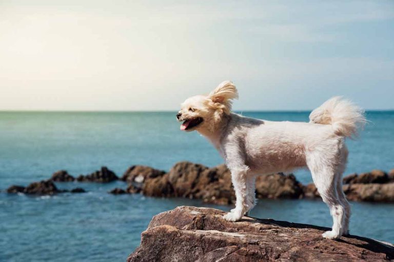 Découvrez les choses bizarres que les animaux peuvent prédire