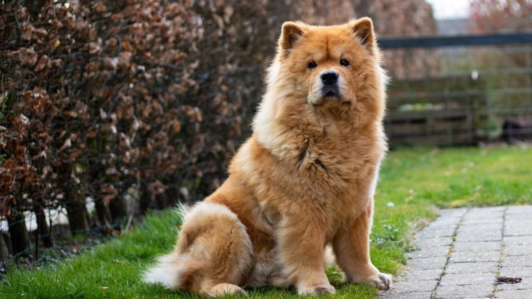 Le Chow Chow : caractère et alimentation de la race
