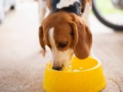 Quelle quantité d’eau doit boire un chien chaque jour pour être en bonne santé ? quantité d'eau doit boire un chien chaque jour