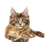 Combien peut peser un chat Maine Coon ? peser un chat Maine Coon