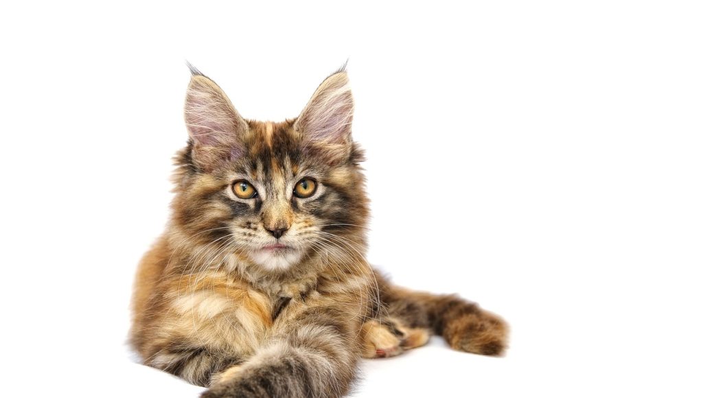 peser un chat Maine Coon
