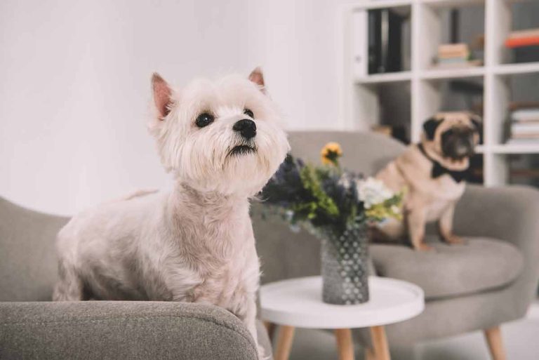 Les races de chiens les plus adaptées pour une vie en appartement