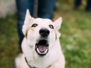 Les faits étonnants sur la communication des animaux