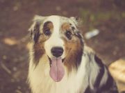 7 conseils d’un vétérinaire pour que votre chien vive plus longtemps conseils d'un vétérinaire pour que votre chien vive plus longtemps