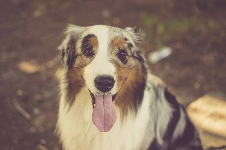 7 conseils d’un vétérinaire pour que votre chien vive plus longtemps