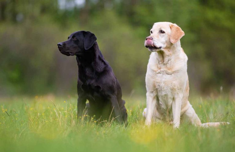 Quelles sont les couleurs du Labrador Retriever ?