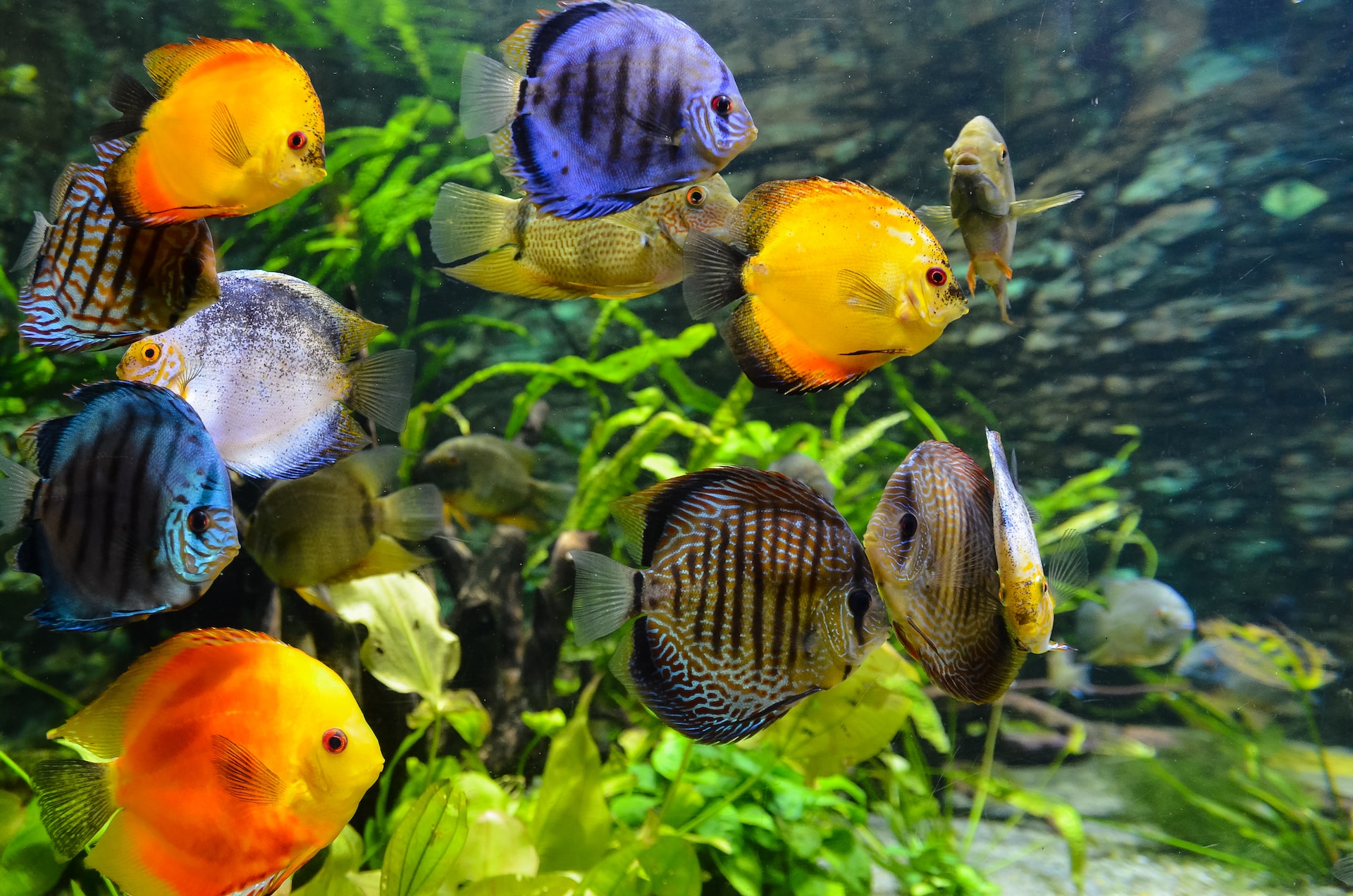 poissons d'aquarium