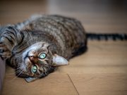 Pourquoi les chats aiment-t-ils griffer les meubles? chat qui griffe les meubles