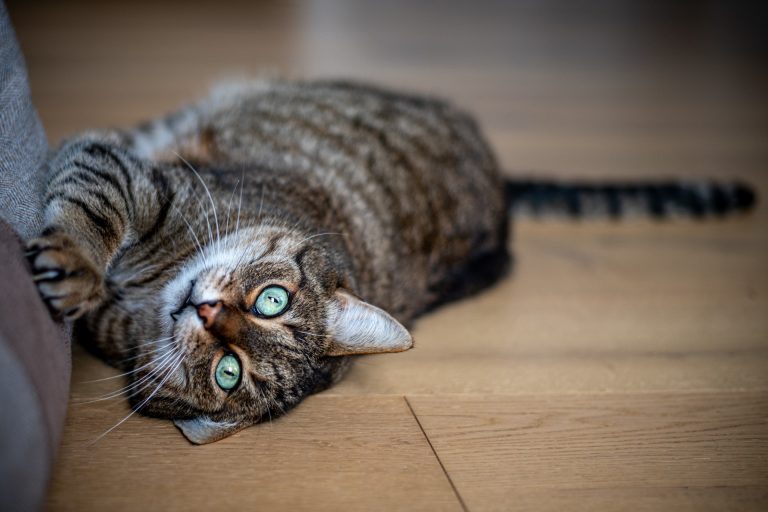 Pourquoi les chats aiment-t-ils griffer les meubles?