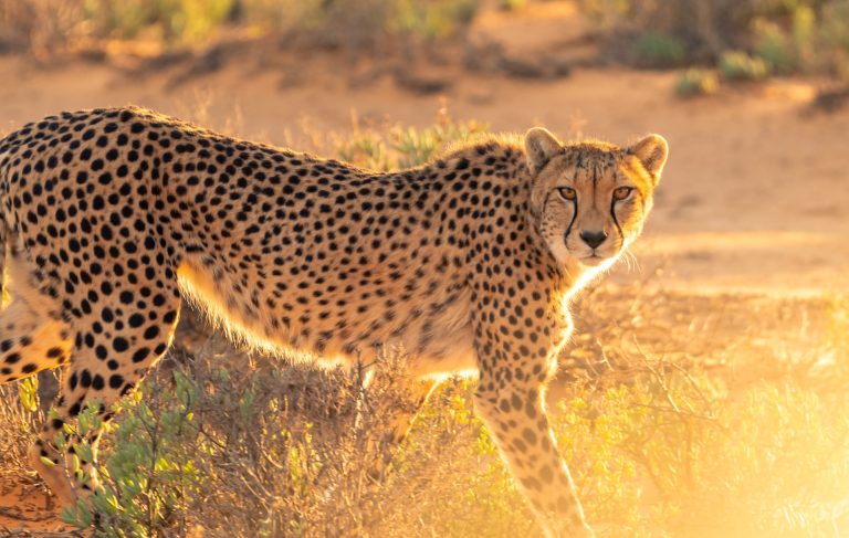 Quels sont les meilleurs records du monde animal ?