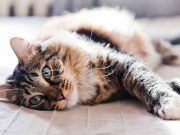 Comment déterminer l’âge réel d’un chat ? âge réel d'un chat