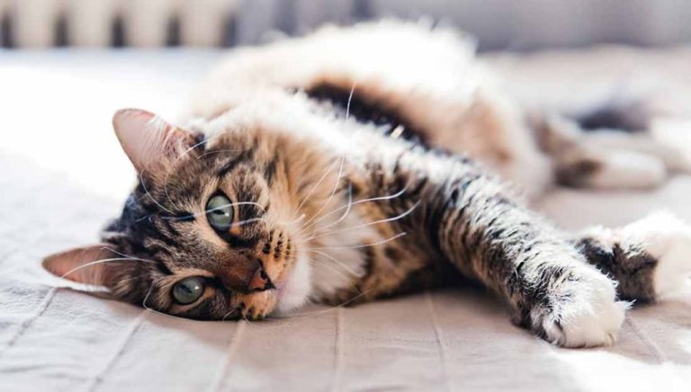 Comment déterminer l’âge réel d’un chat ?