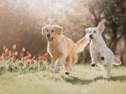 Quelles sont les différences entre un Golden et un Labrador ? différences entre un Golden et un Labrador