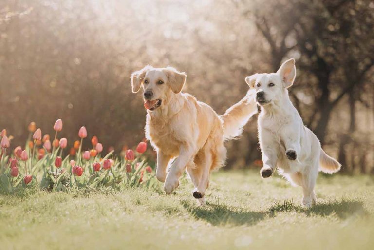 Quelles sont les différences entre un Golden et un Labrador ?