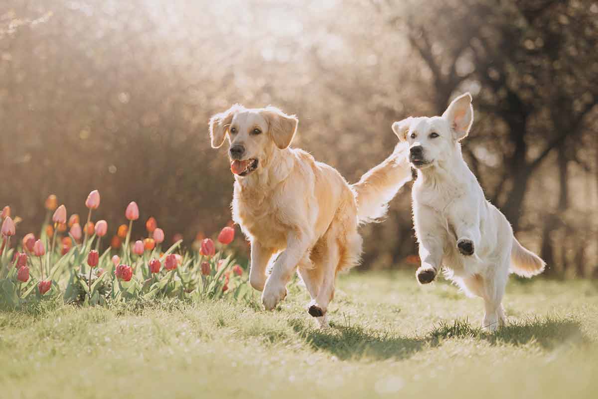 différences entre un Golden et un Labrador