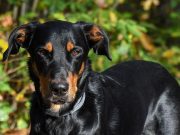 Le Beauceron : Caractère et alimentation de la race Beauceron