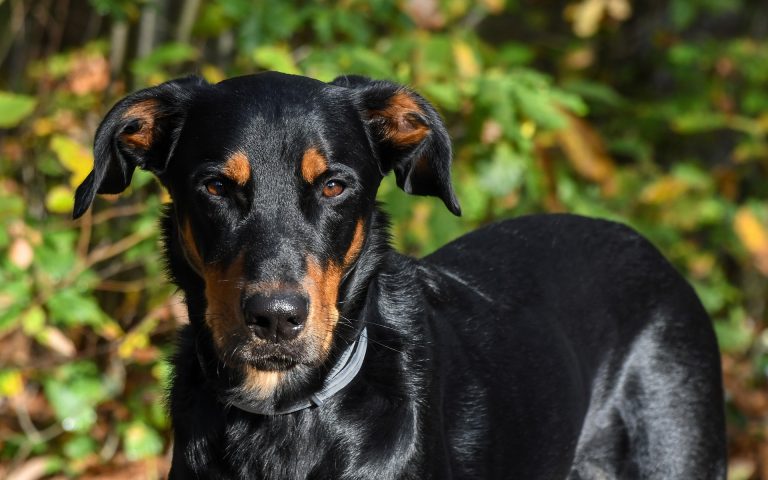 Le Beauceron : Caractère et alimentation de la race