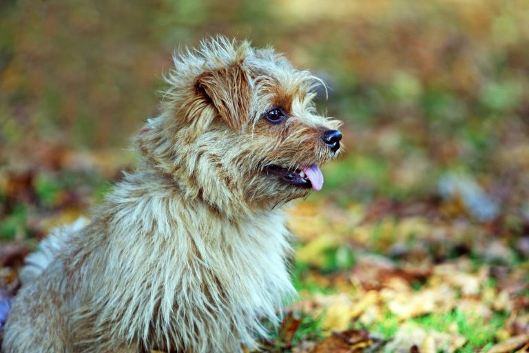 Le Norfolk Terrier : caractère et alimentation de la race