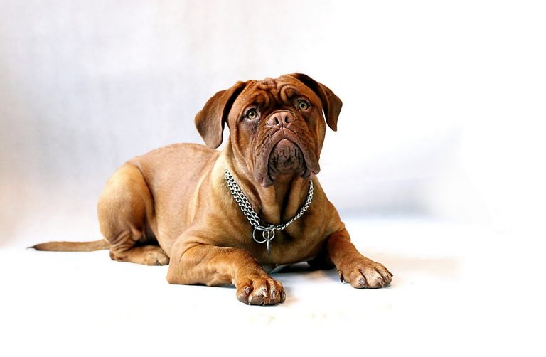 Le Dogue de Bordeaux : caractère et racine de la race