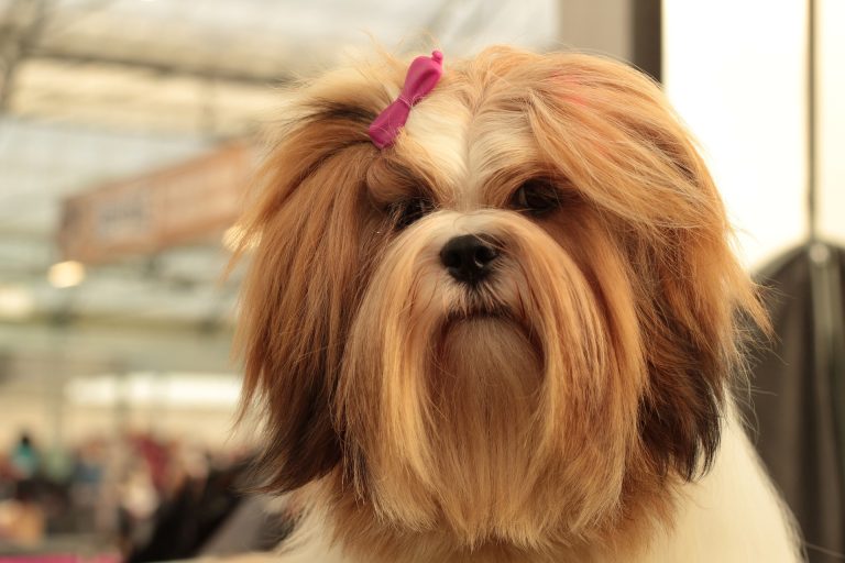 Le Lhasa Apso : caractère et alimentation de la race