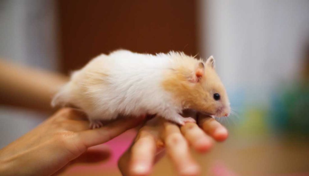 durée de vie d'un hamster