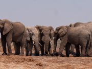 Les animaux et la perception du temps éléphant et perception du temps