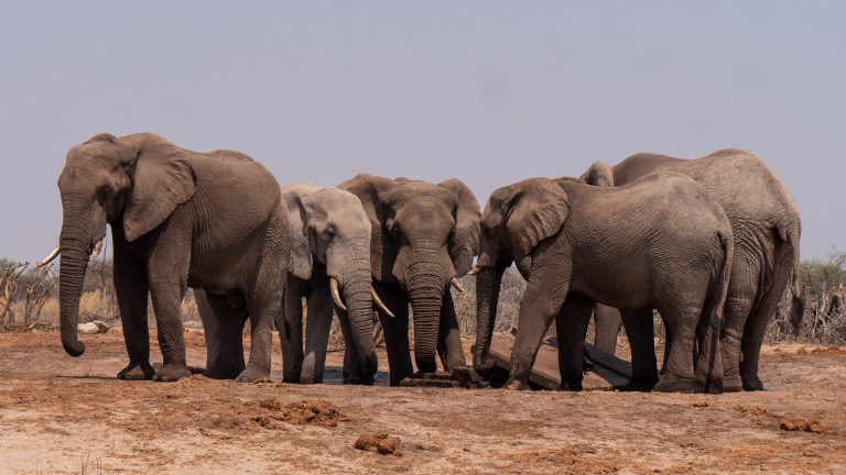 Les animaux et la perception du temps