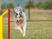 Entraînement à l’agility pour chiens : Par où commencer avec votre chien entraînement à l'agility