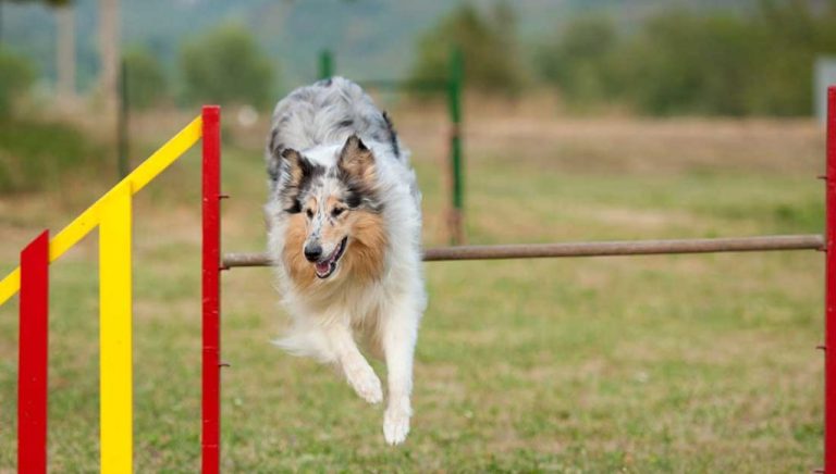 Entraînement à l’agility pour chiens : Par où commencer avec votre chien