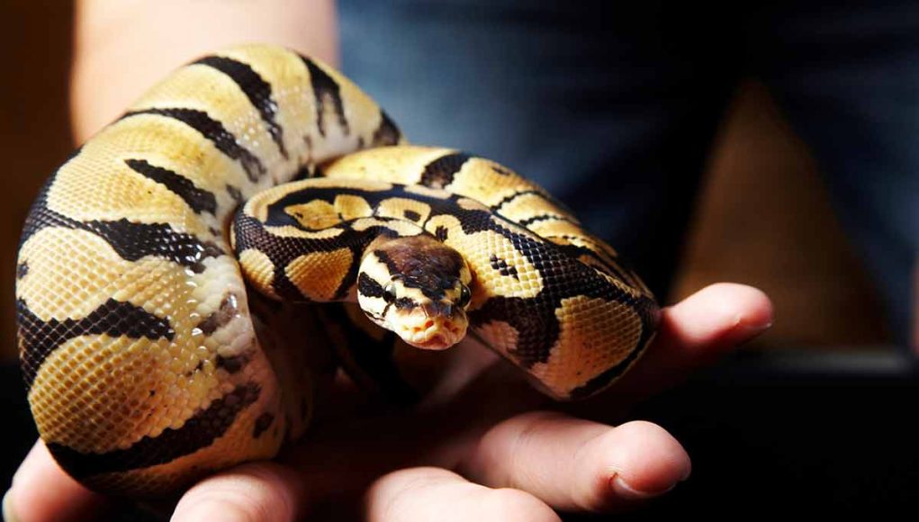 espèces de serpents plus répandues dans les terrariums