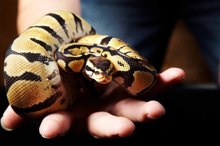 10 espèces de serpents les plus répandues dans les terrariums