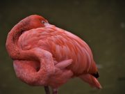 Pourquoi les flamants roses ont une couleur rose ? flamant rose de couleur rose vive
