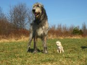 L’Irish Wolfhound : caractère et alimentation de la race irish wolfhound