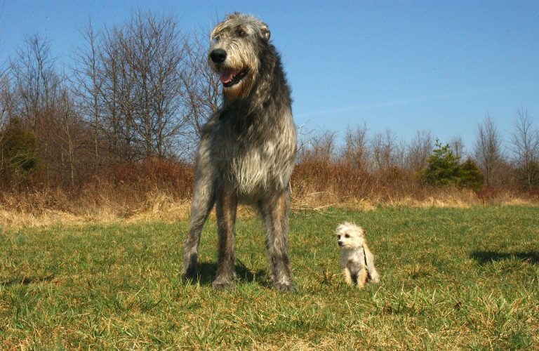 L’Irish Wolfhound : caractère et alimentation de la race
