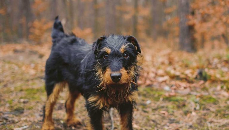 Le Jagdterrier : Caractère et alimentation de la race