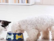 Pourquoi vous ne devriez jamais donner de riz à un chien ou à un chat ? jamais donner de riz à un chien ou chat