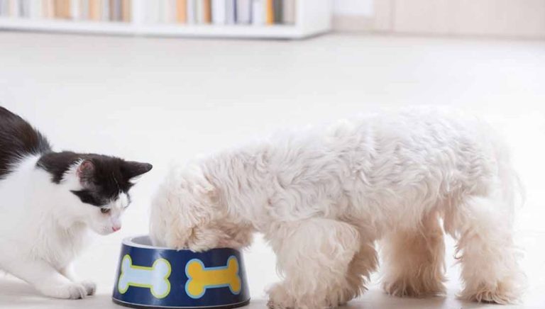 Pourquoi vous ne devriez jamais donner de riz à un chien ou à un chat ?