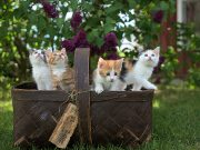 Pourquoi les chats ronronnent-ils et dans quelles circonstances ? des chats qui ronronnent