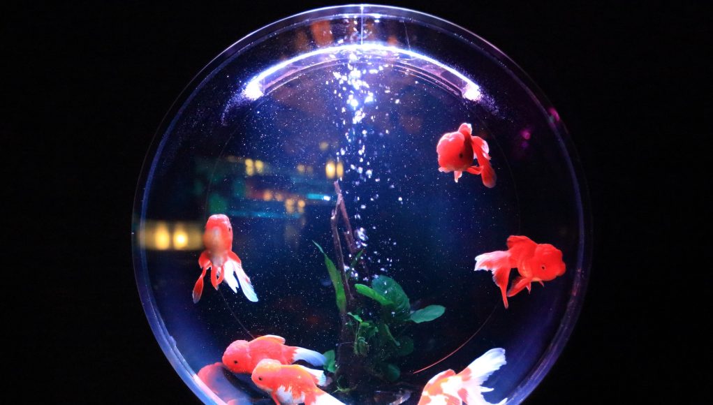 poisson d'aquarium