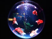 Quelles sont les meilleures nourritures pour poisson d’aquarium ? poisson d'aquarium
